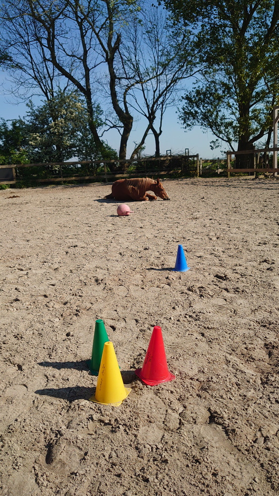 Als paardencoach veilig, effectief en duurzaam werken met traumasporen met de verdiepingsmodule Paard & Trauma