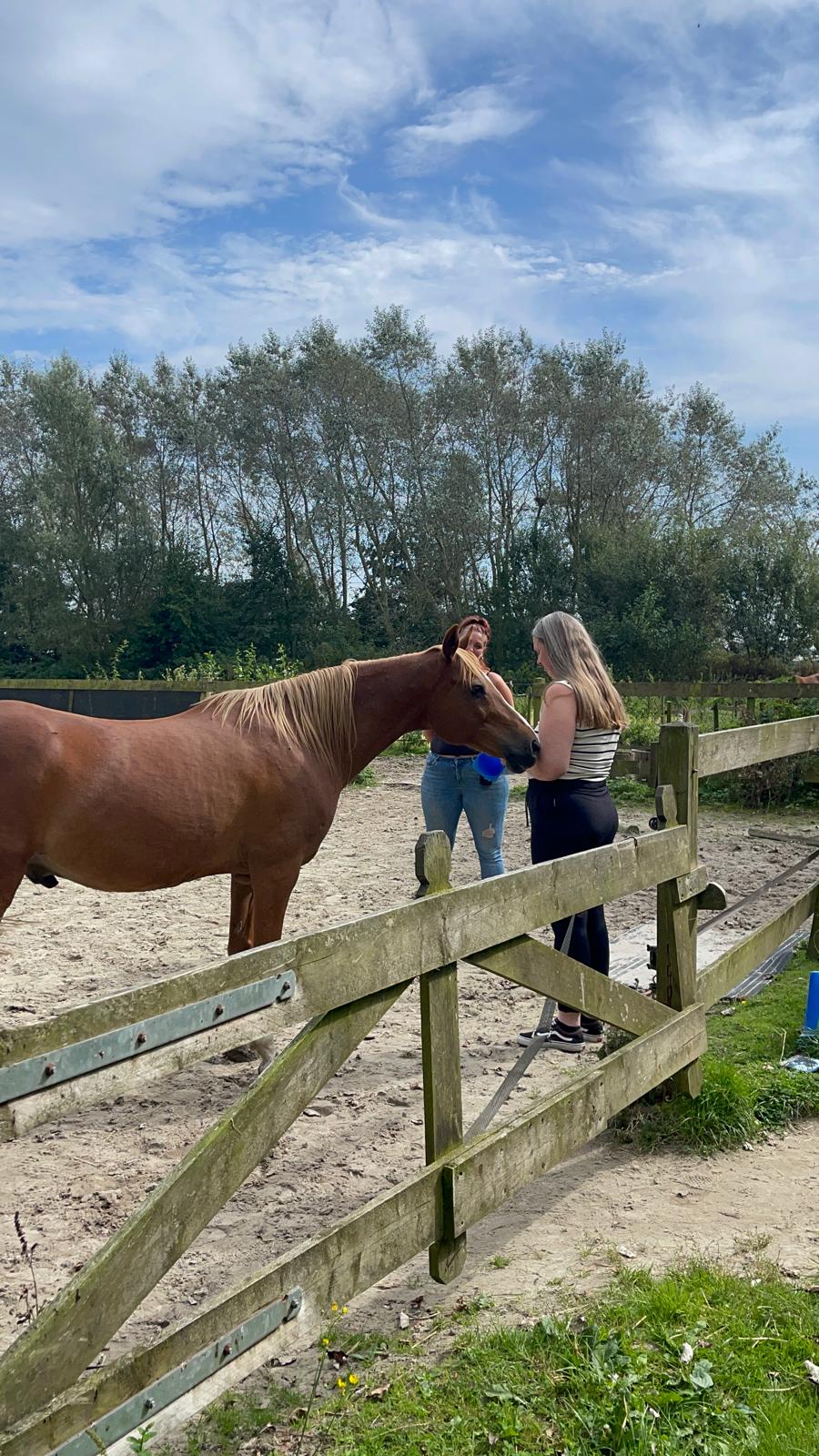 Opleiding Coach Paard & Systeem, nieuwetijds en natuurinclusief leven en werken met paarden, systemisch-holistisch zielswerk met paarden