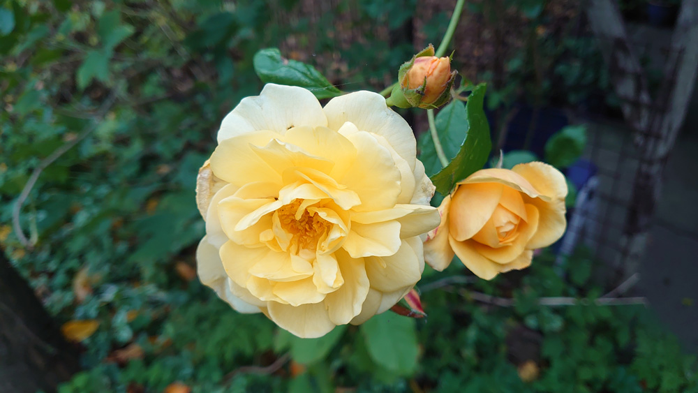 impressie-2022-11-03-13.10.48